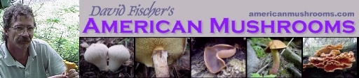 American mushrooms